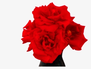 El Rojo Es Un Color Que Significa Pasión, Romance, - Steemit #1012012