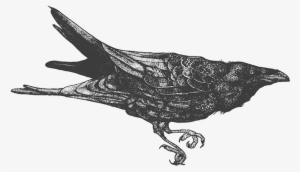 Png Transparent Stock Crows Drawing Blood - Drawing #1012138