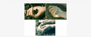 The Right Hand Of The Victim From Death Scene Photographs - Ring #1012307