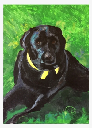 Beau - Labrador Retriever #1013371