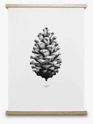 Pinecone Drawing Plant - Pine Cone Print By Paper Collective #1013710