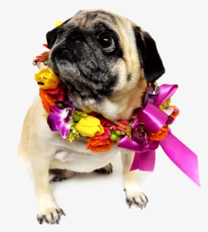 Flowers And Dog Png #1013711