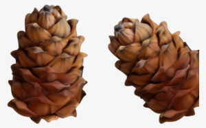 Conifer Cone #1013778