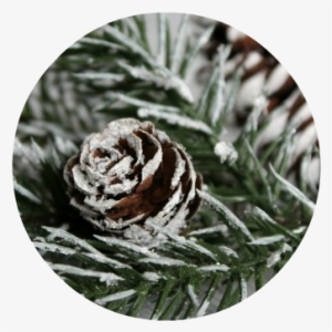 Diy Snow Covered Branches And Pinecones - Song Sparrow #1013840