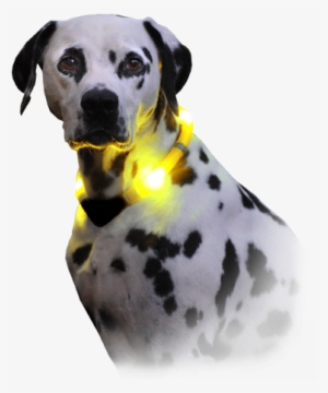 Dog With Light Collar Leuchite Premium - Collier Pour Chien Avec Lumière #1014168