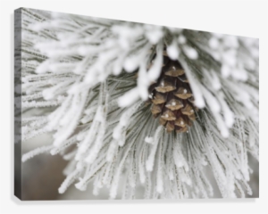 Calgary, Alberta, Canada - Calgary, Alberta, Canada; Frost Covered Pine Needles #1014404