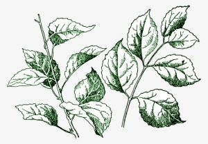 Digital Stamp Gorgeous Cake Ideas And Designs - Leaf Stamp Png #1014780