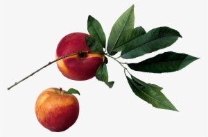 Fruit In Tree Png #1015348
