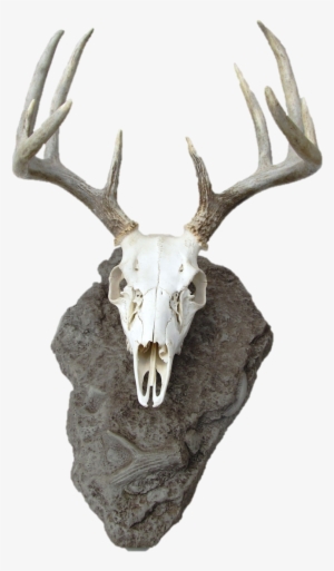 Deer Skull Mount #1015443
