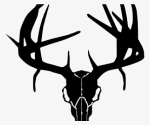 Western Recreation Ind 9308 Buck Skull With Drop Tines #1015602
