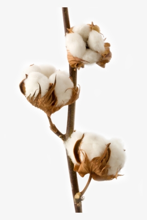 Cotton Plant Png - Transparent Cotton Plant Png #1016072