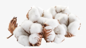Cotton Png #1016097