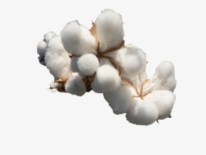 Cotton Png File Download Free - Southern Colonies Crops #1016116