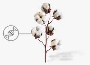 Cotton Png Image With Transparent Background - Cotton Plant #1016121