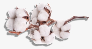 Cotton Png #1016143