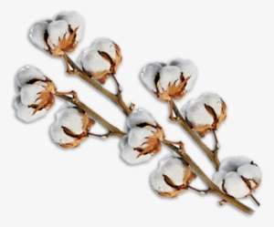 Cotton Png #1016162