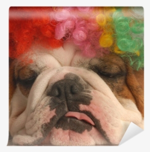 English Bulldog With Colorful Clown Wig Wall Mural - Clown #1016343