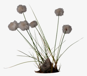 3d View - Filago Vulgaris #1016390