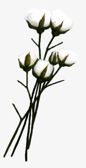 Cotton Png - Хлопок Png #1016407