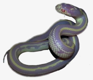 Snake Aesthetic - Snake Aesthetic Transparent #1016594