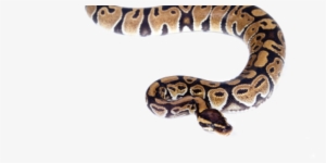 Snakes - Boa Serpente Png #1016710