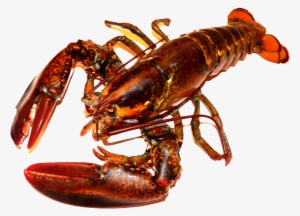 Lobster Png #1017102
