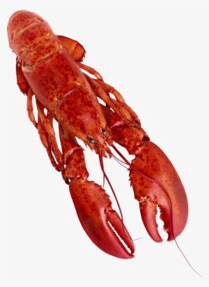 Lobster Watercolor Png - Lobster Png #1017270