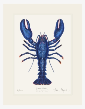 Blue Lobster - Lobster #1017319