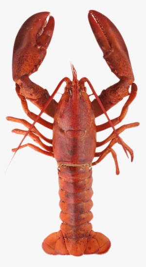 Download - Freshwater Lobster Png #1017377