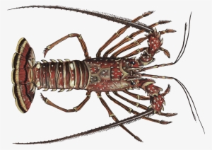 Lobster - Spiny Lobster Png #1017381