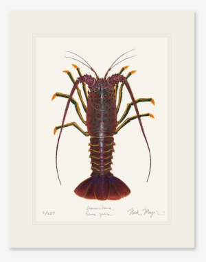 California Spiny Lobster - California Spiny Lobster Art #1017403