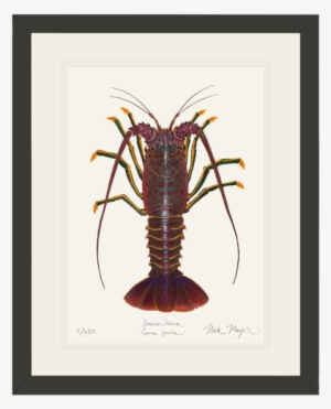 California Spiny Lobster Art #1017457