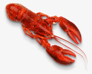 Seafood Png #1017458