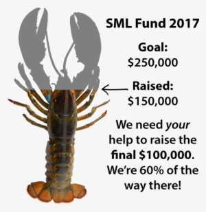 Give To The Sml Fund Today - American Lobster #1017622
