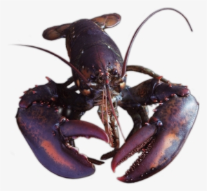 Whole Raw Lobster & Raw Tail - Lobster Uncooked #1017670