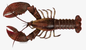 American Lobster #1017920