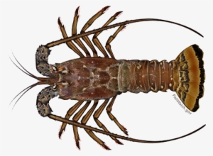 Caribbean Spiny Lobster - West Indies Spiny Lobster #1018076
