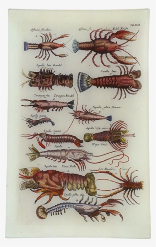 Lobster Iii Lobster Iii - Different Kinds Of Lobster Chart #1018194