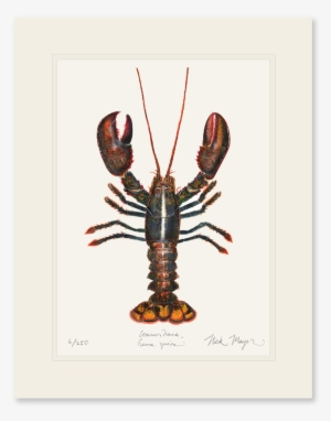 Northern Lobster - Coupon #1018269