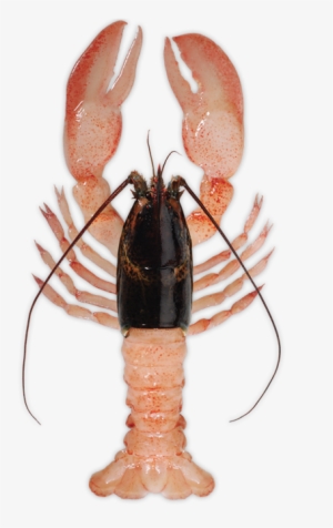 Raw Lobster Meat #1018554