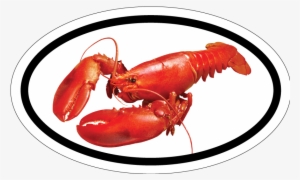 Red Lobster Maine Bumper Sticker - High Resolution Image Of A Lobster #1018570