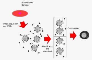 Single Particle #1019479 Single Particle #1019479