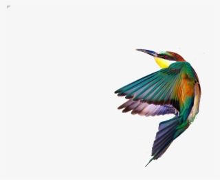 Spring Birds Png Transparent Image - Painting #10102638