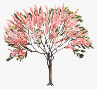 Cassia Fistula Png - Arbol Rosa Cassia Grandis #10103143