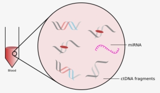Ctdna And Mirna In Blood - Circle #10103902