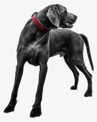 Dog On Sand #10107690 Dog On Sand #10107690