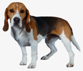 Dog Png - Beagle Harrier #10109941