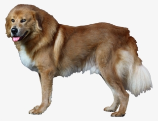 Dog Png - Dog Catches Something #10110204