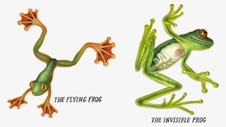 Kermit The Laying Down - Frog #10110503