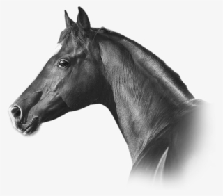 Horse Bedding - Stallion #10112685